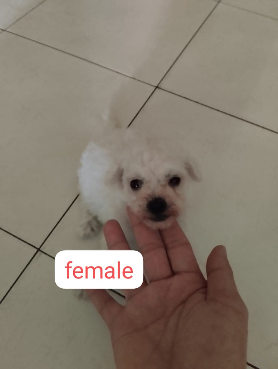 韩系比熊 · Female