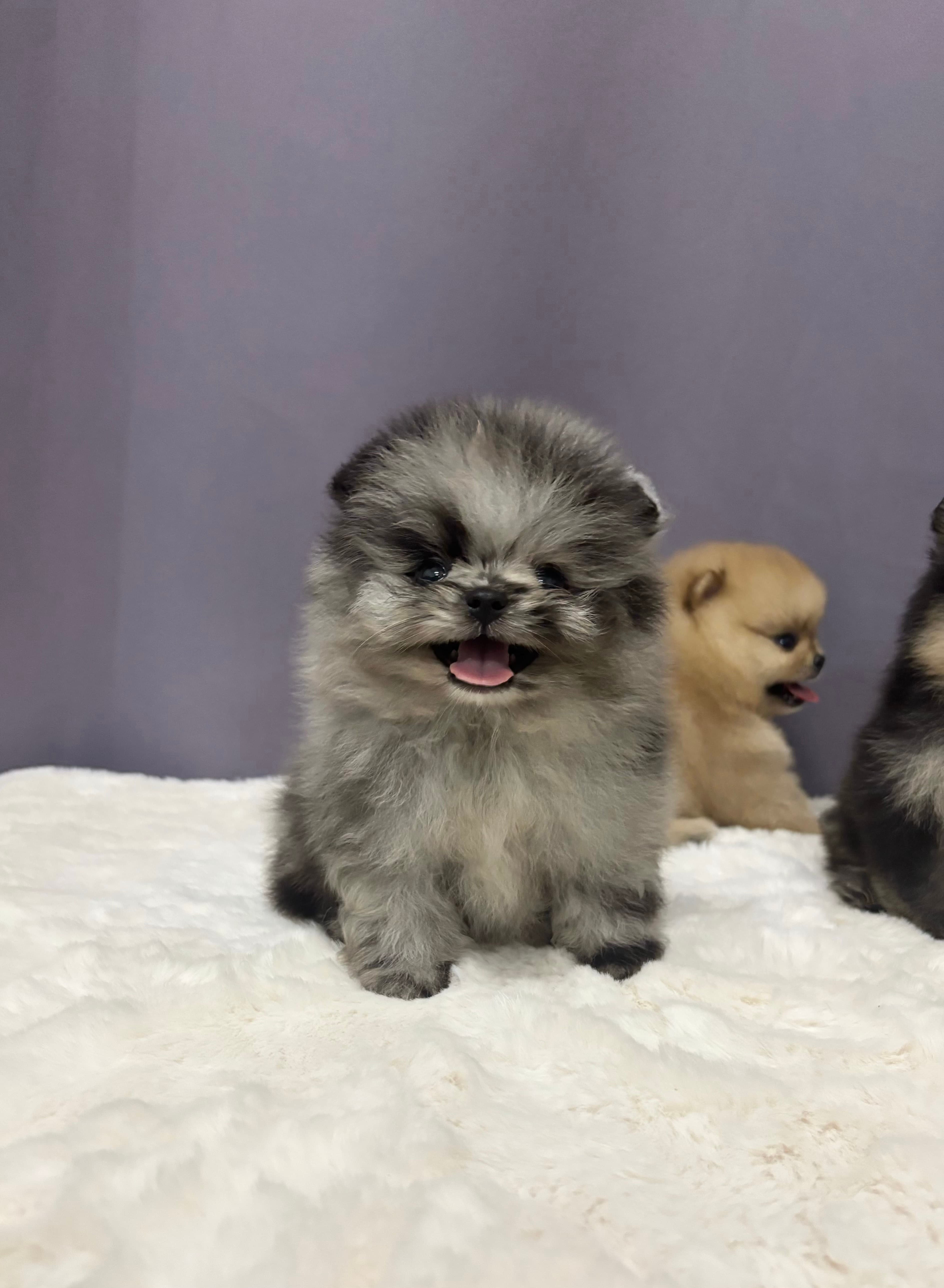 Pomeranian（博美犬） · Male